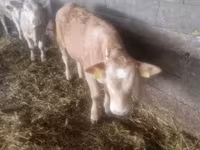 Bik, Charolais cattle — fotografija 2