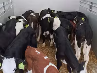 सांड, Simmental cattle — फ़ोटो 2