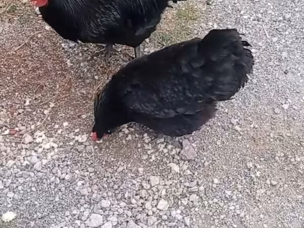Chickens