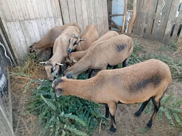 Ոչխար, Cameroon sheep