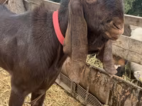 Țap, Nubian Goat — foto 3