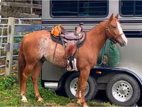 Cavallo, Quarter Horse — foto 8