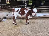 گاو ماده, Simmental cattle — عکس 3