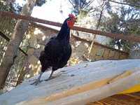 Chickens — புகைப்படம் 1