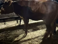 Ko, Holstein-race — foto 8
