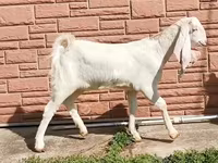 பெண் வெள்ளாடு, Nubian Goat — புகைப்படம் 5