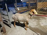 قوچ, Arashan sheep — عکس 5