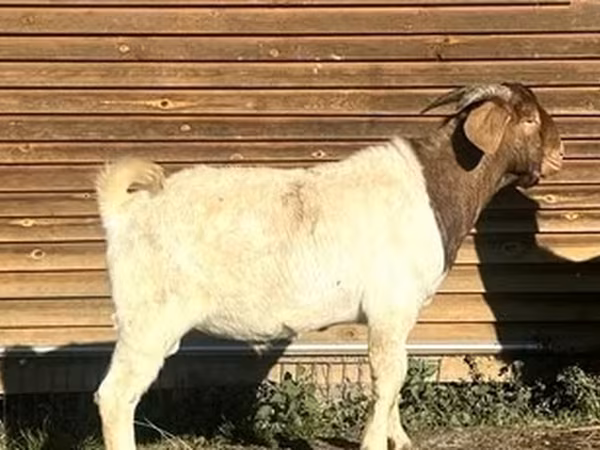 Buk, Boer goat