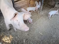 Porci (lot, sex nespecificat), Porci — foto 2