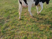 Lo’, Russian Black pied cattle — sawirka 1