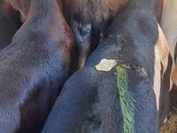 โคเนื้อ (เป็นล็อต, ไม่ระบุเพศ), Simmental cattle — รูปภาพ 4