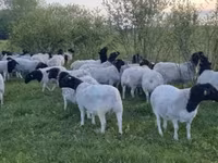Brebis, Dorper sheep — photo 1