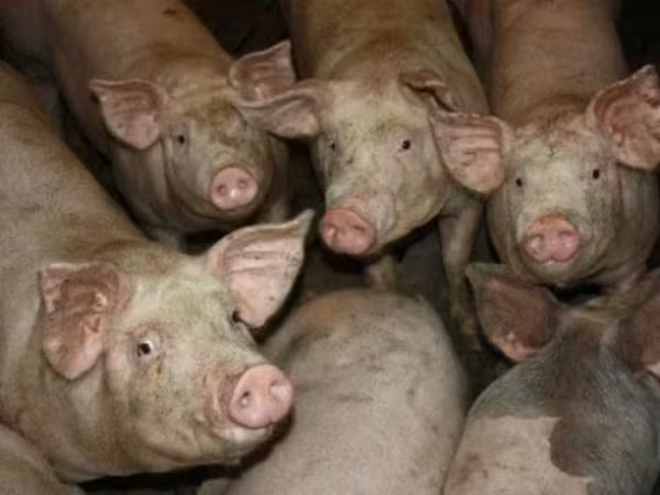 Boar, Pigs — Russia