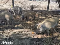 Reprodutor, Мангалица — foto 7