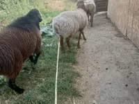 Baran, Rhon sheep — zdjęcie 2