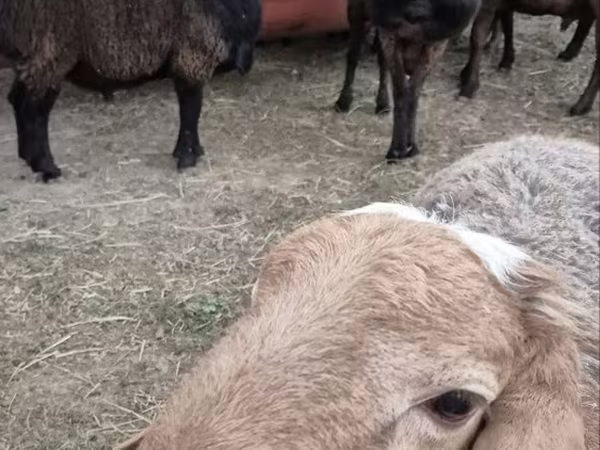 ვერძი, Hissar sheep