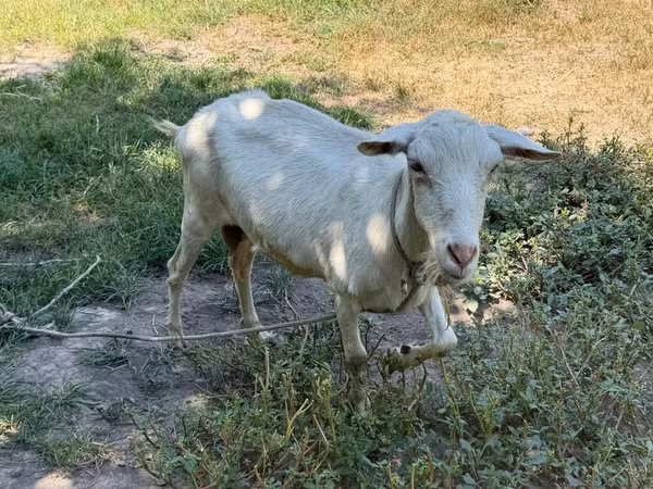 Goat, Goats — Kyrgyzstan