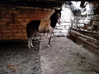 Cavallo, Cavalli — foto 1