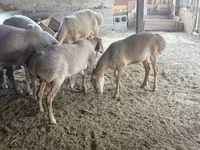 میش, Arashan sheep — عکس 6