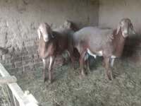Får, Edilbay sheep — foto 8