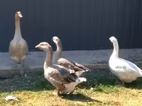 Geese — 사진 2