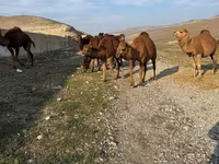 Kamel, Kamele — Foto 3