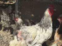 Chickens — ảnh 3