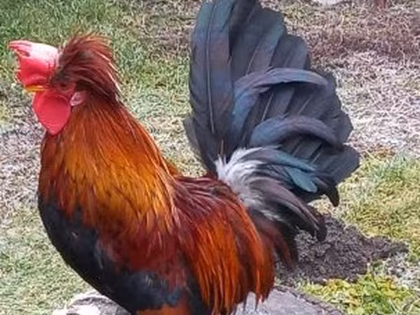Gallina danese