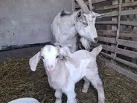 Koza, Alpine goat — fotografija 2
