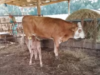 Krowa, Simmental cattle — zdjęcie 2