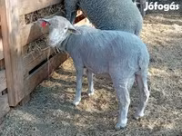 مینڈھا, Merino sheep — تصویر 2