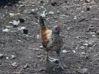 Chickens — 사진 8