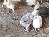 Chickens — foto 4