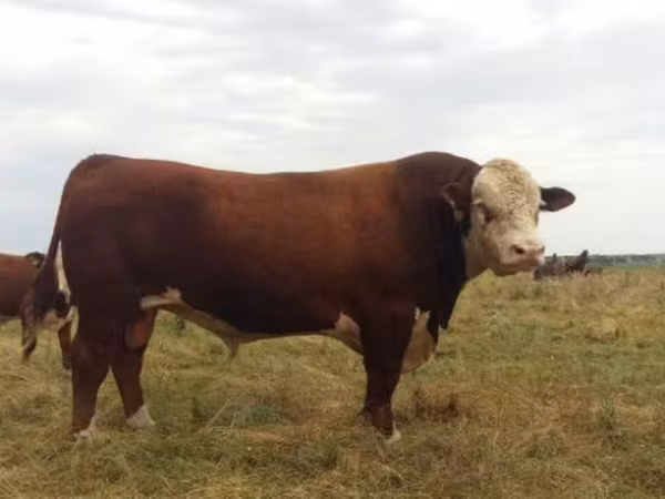 Bull, Hereford — Russia