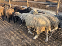 Խոյ, Ոչխարներ — լուսանկար 2