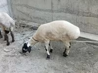 Bélier, Moutons — photo 5
