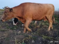 วัวตัวเมีย, Swiss cattle — รูปภาพ 2