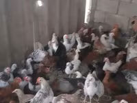 Chickens — foto 1