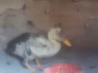 Chickens — عکس 1