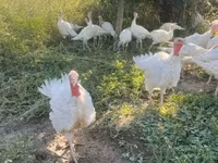 Turkeys — 照片 2