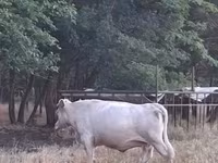 Kuh, Charolais cattle — Foto 2