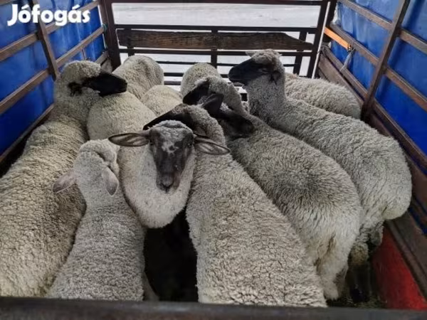 公羊, Sheep