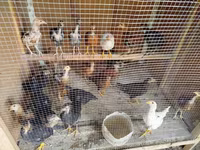 Chickens — foto 4
