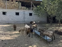 Ovca, Rhon sheep — fotografija 3