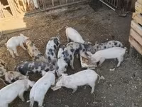 Qaban, Donuzlar — foto 3