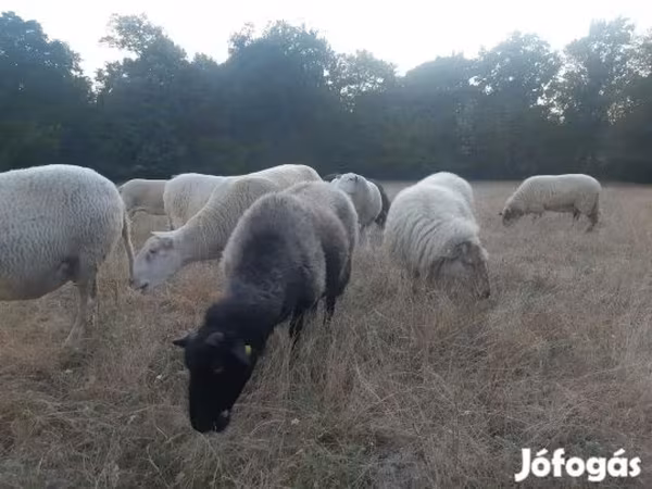 Pecora, Pecore