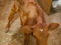 ላም, Limousin cow — ፎቶ 4