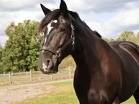 Kůň, Percheron — foto 4