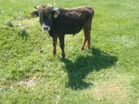 Lembu jantan, Cattle — foto 4