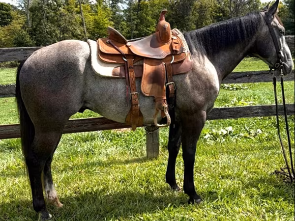 घोड़ा, Quarter Horse